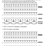 Protein Synthesis Worksheet